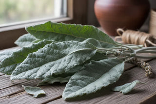 Mullein Leaf